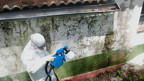 Top rated local Bathroom Mold Removal specialists in San Antonio, FL